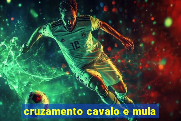 cruzamento cavalo e mula